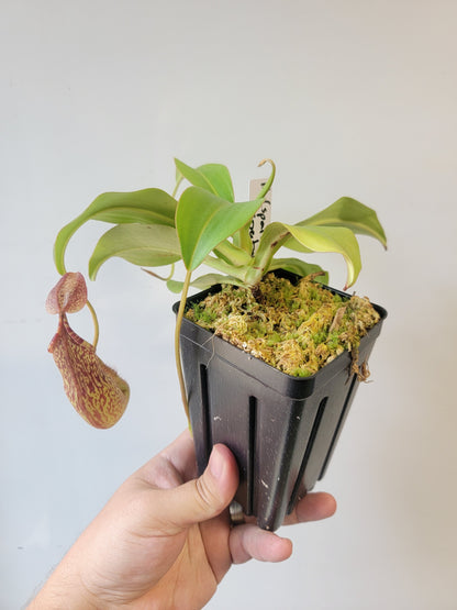 Nepenthes spathulata x spectabilis BE