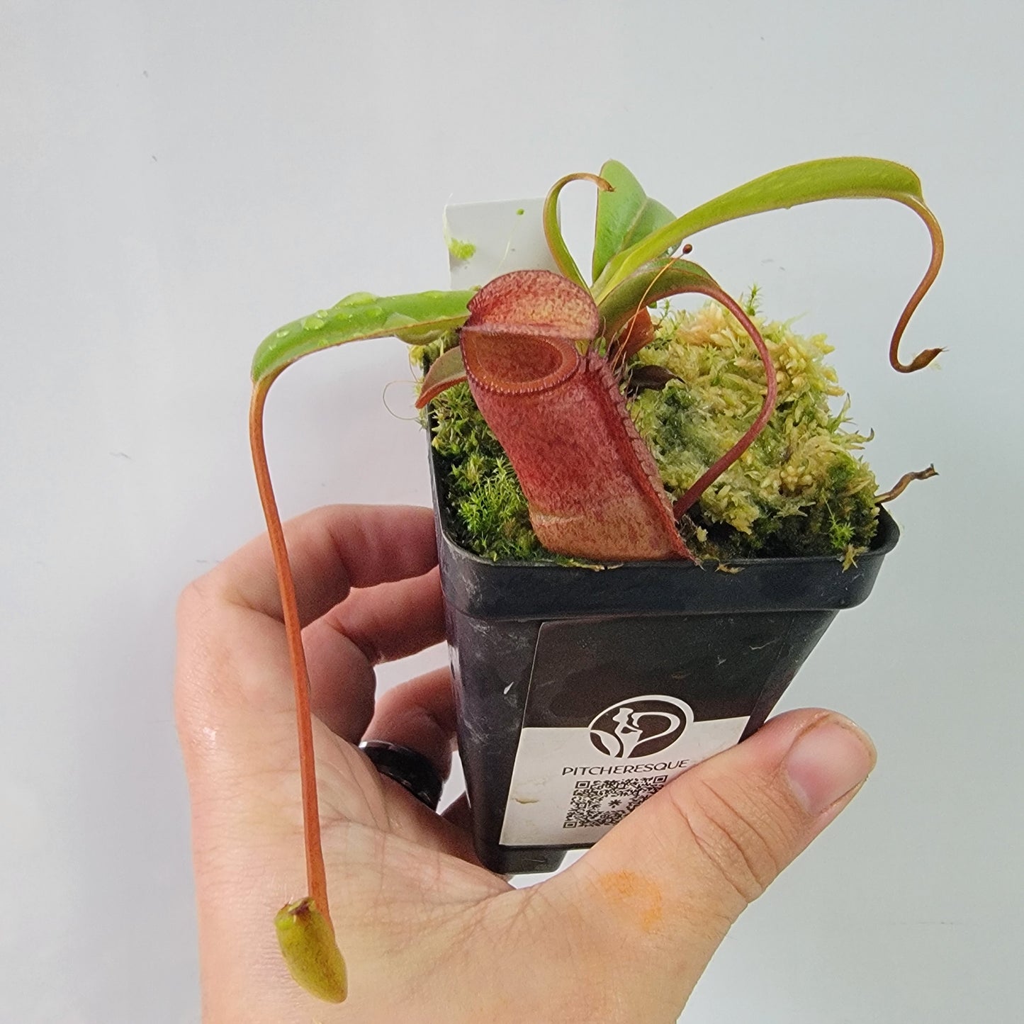 Nepenthes ventricosa x attenboroughii BE