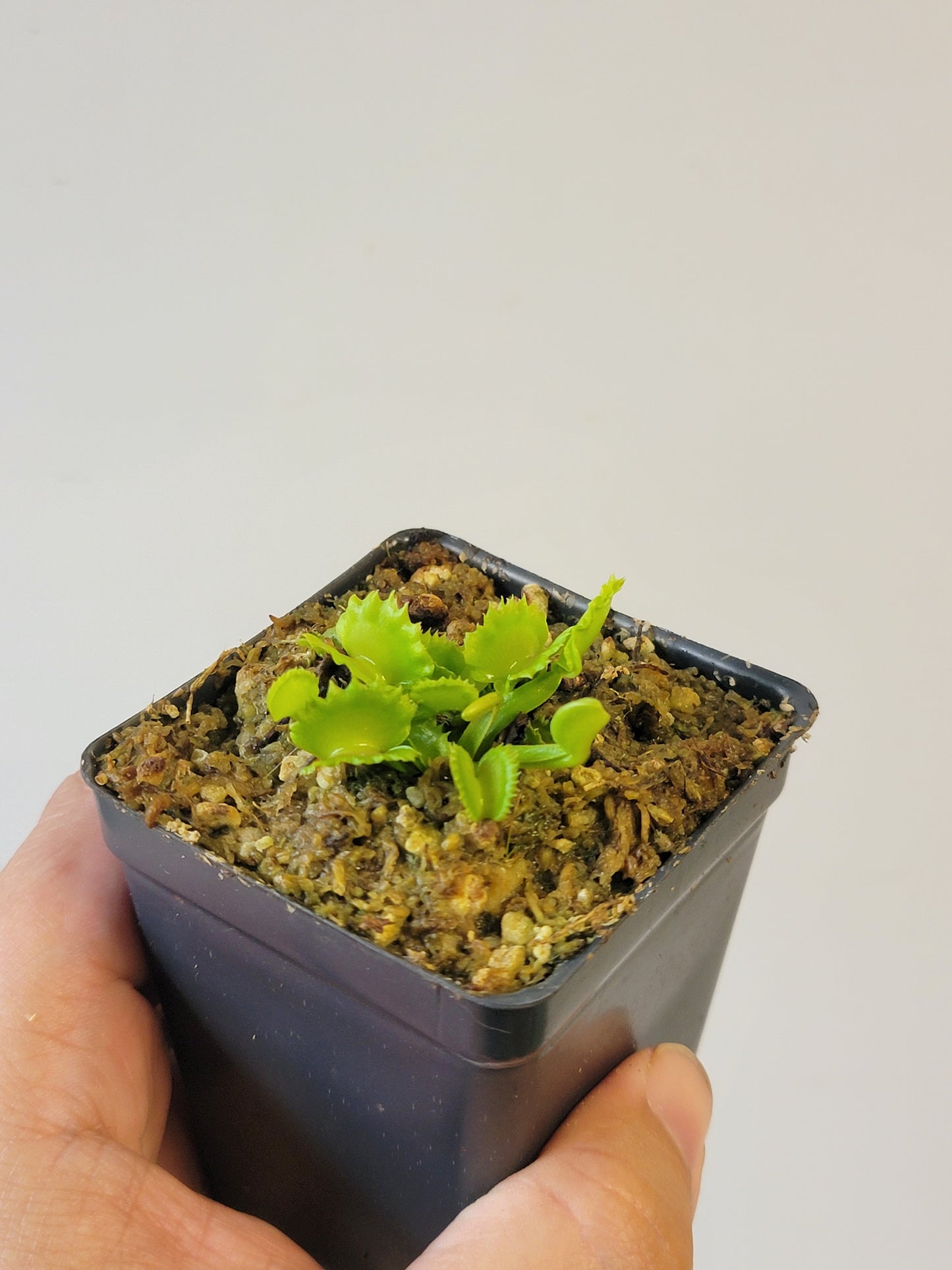 Dionaea musc. "Red Fox"