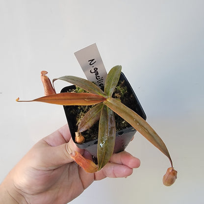 Nepenthes gracilis BE