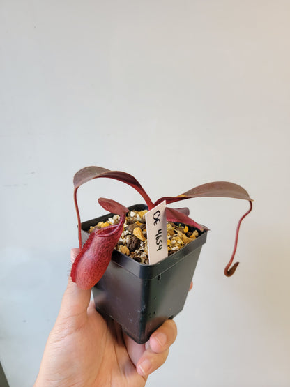 Nepenthes peltata x ephippiata BE