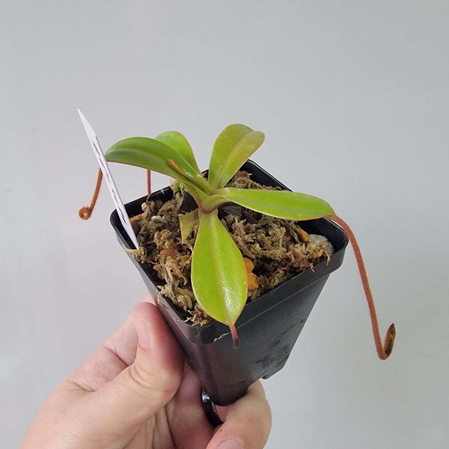 Nepenthes villosa x ventricosa BE