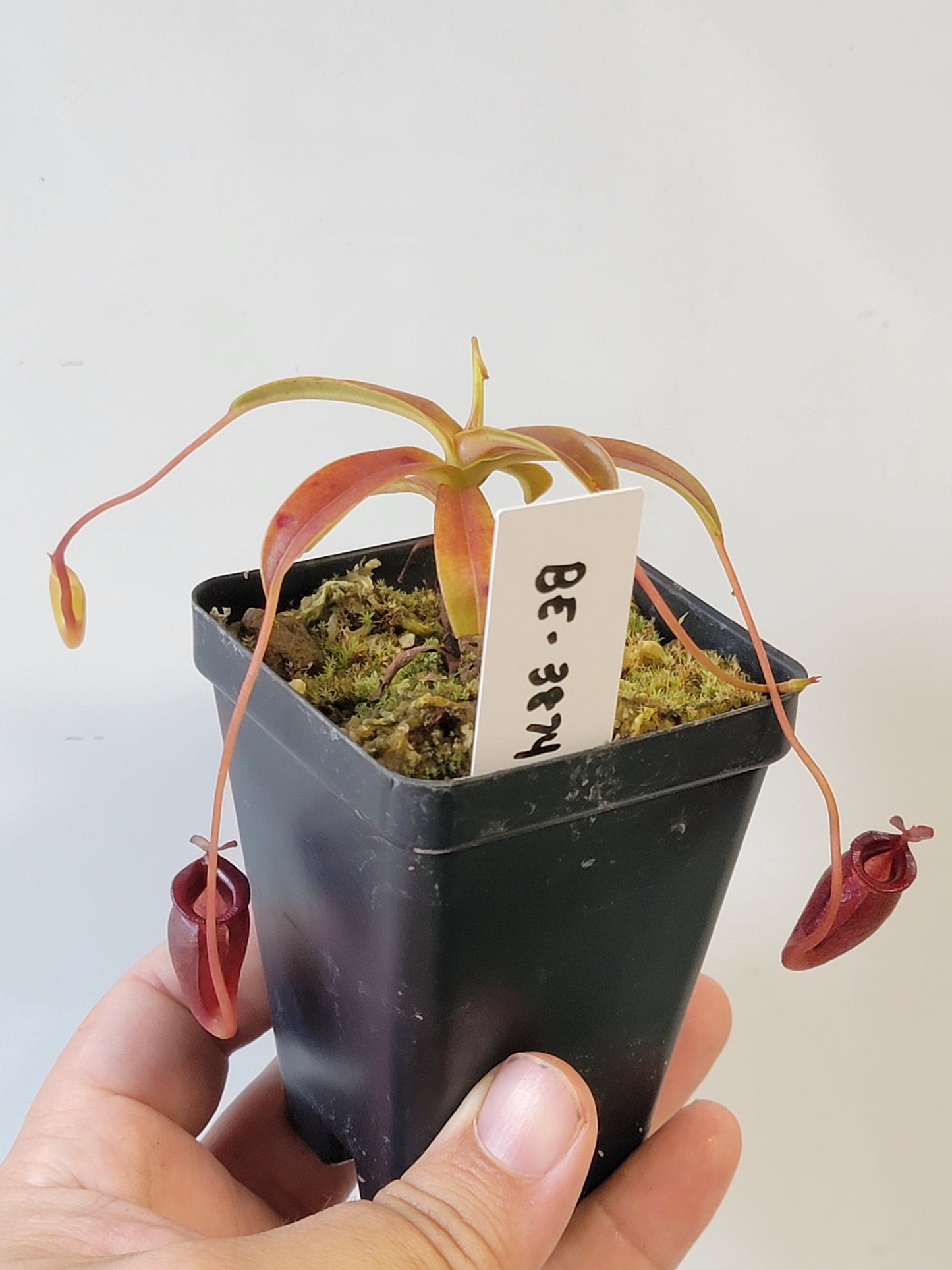 Nepenthes jacquelineae BE