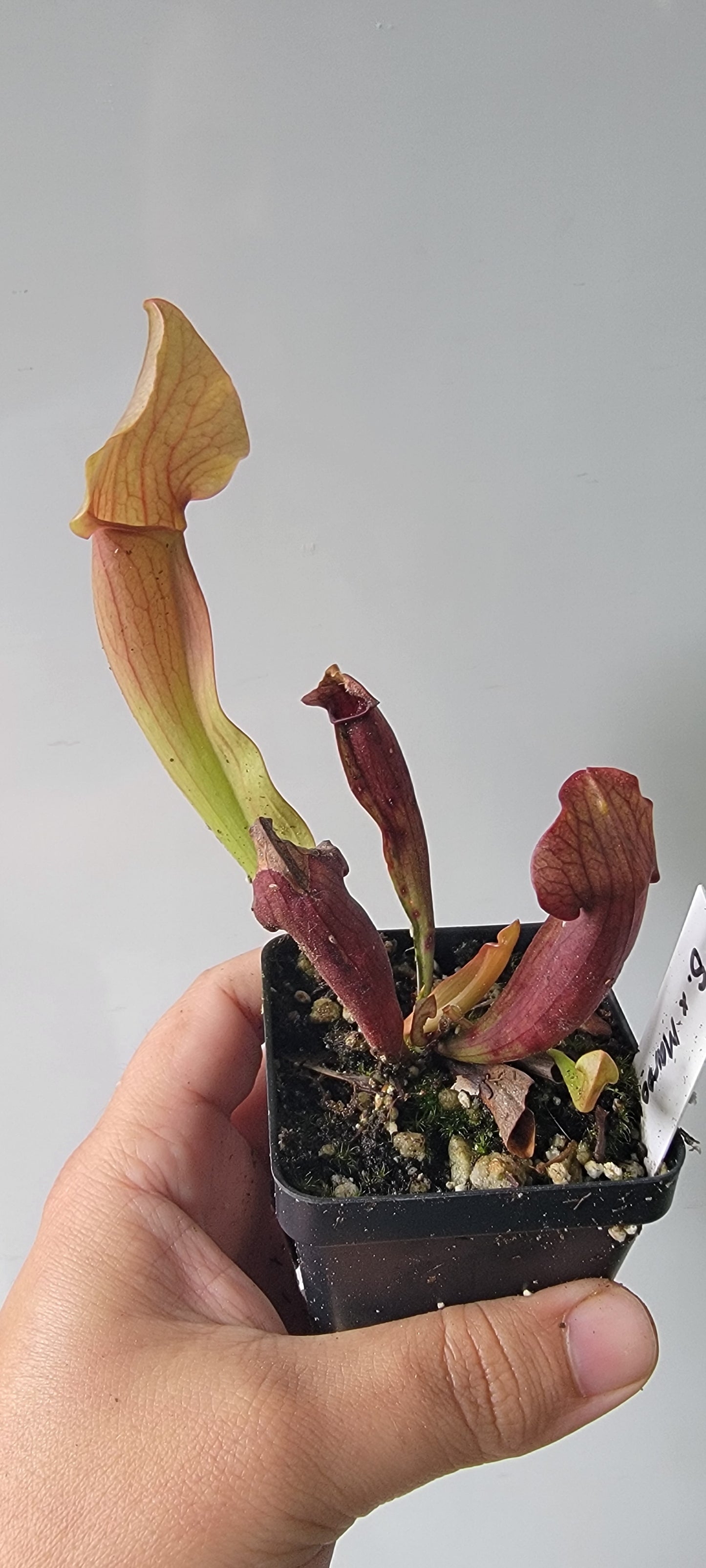 Sarracenia "Maroon"