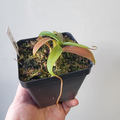 Nepenthes burkei x tenuis BE