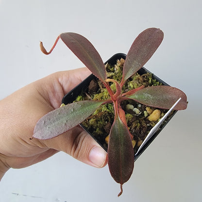 Nepenthes peltata BE *Select Clone*