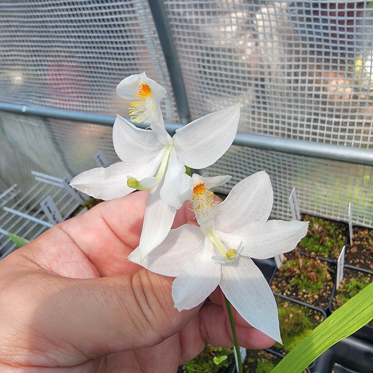 Calopogon tuberosus Orchid
