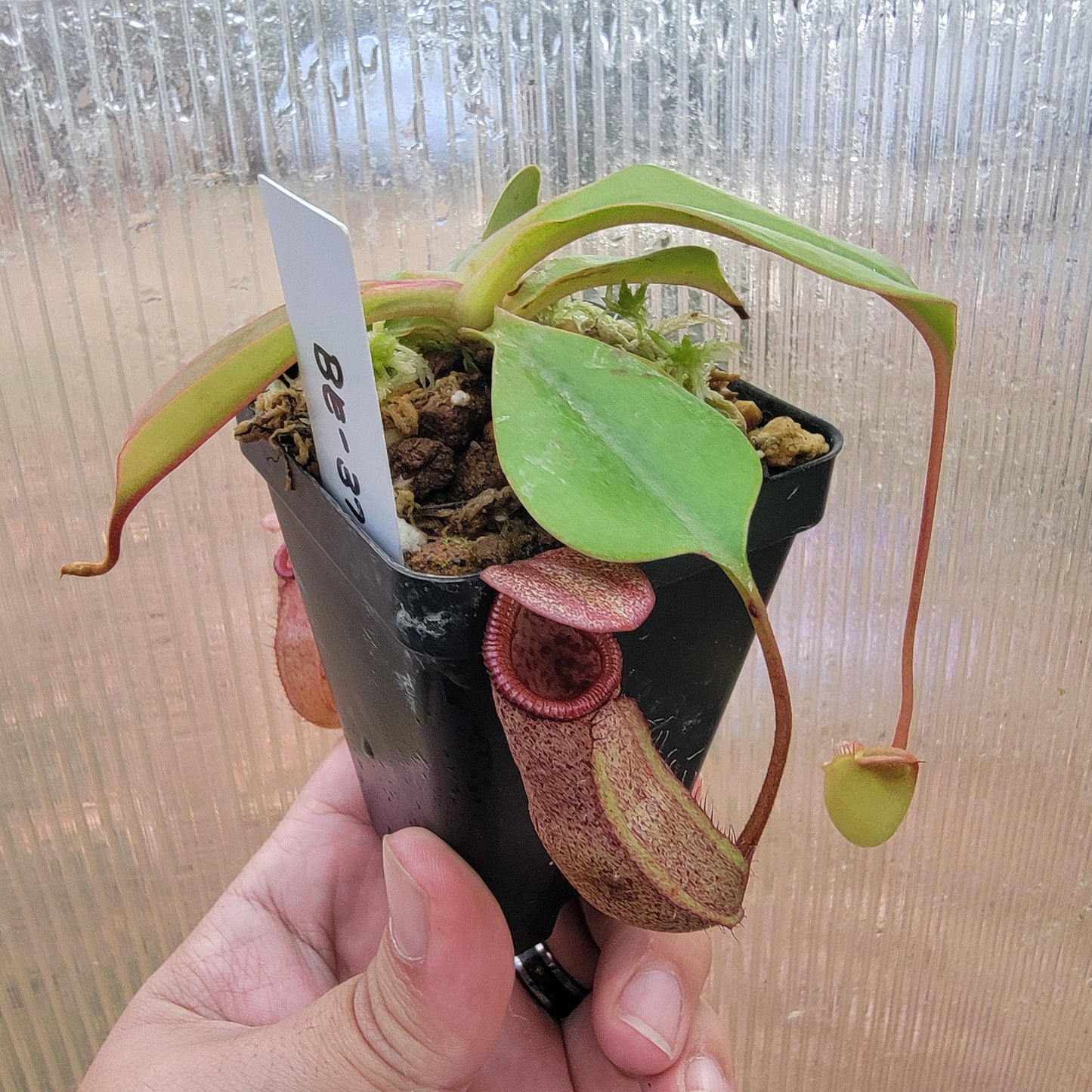 Nepenthes sibuyanensis x robcantleyi BE