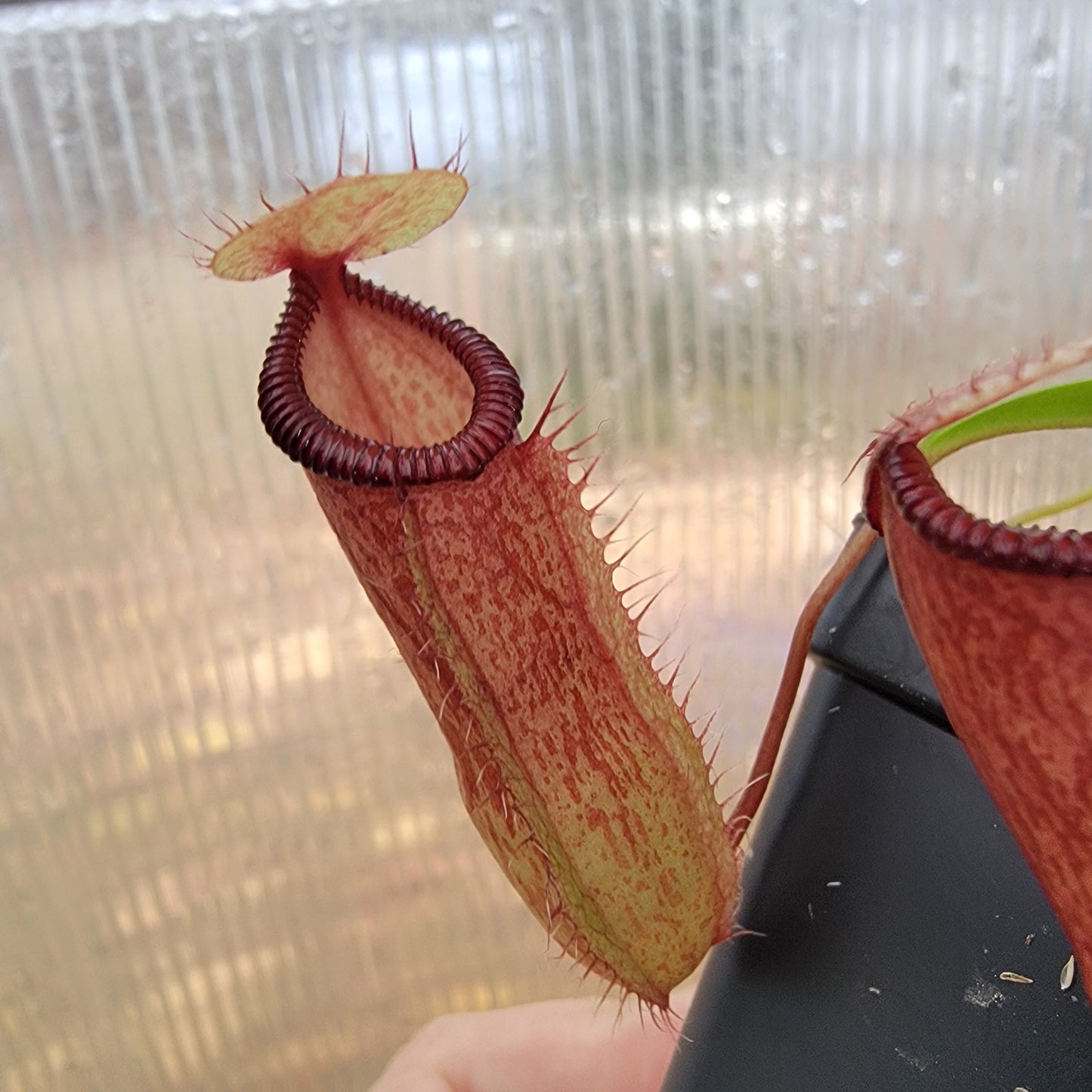 Nepenthes ventricosa x hamata BE