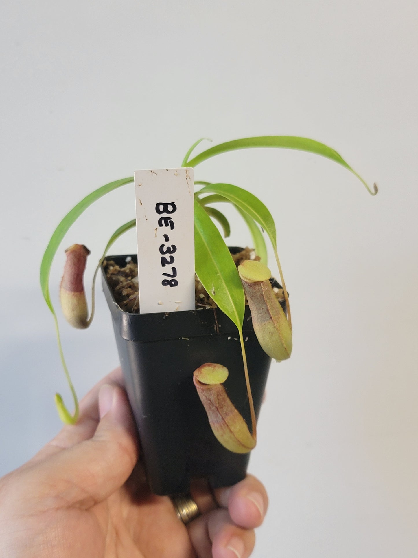 Nepenthes ventricosa 'Madja-as' BE