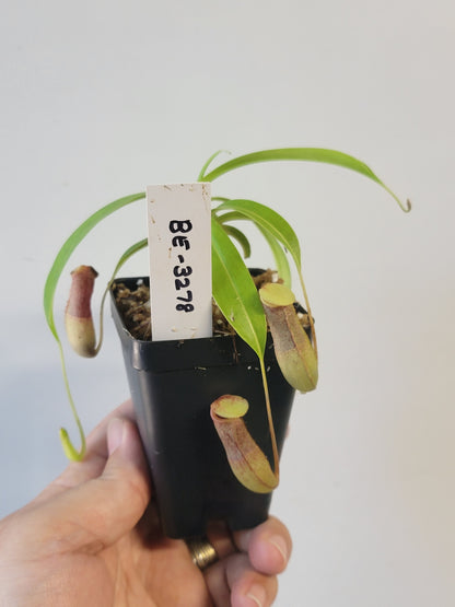 Nepenthes ventricosa 'Madja-as' BE