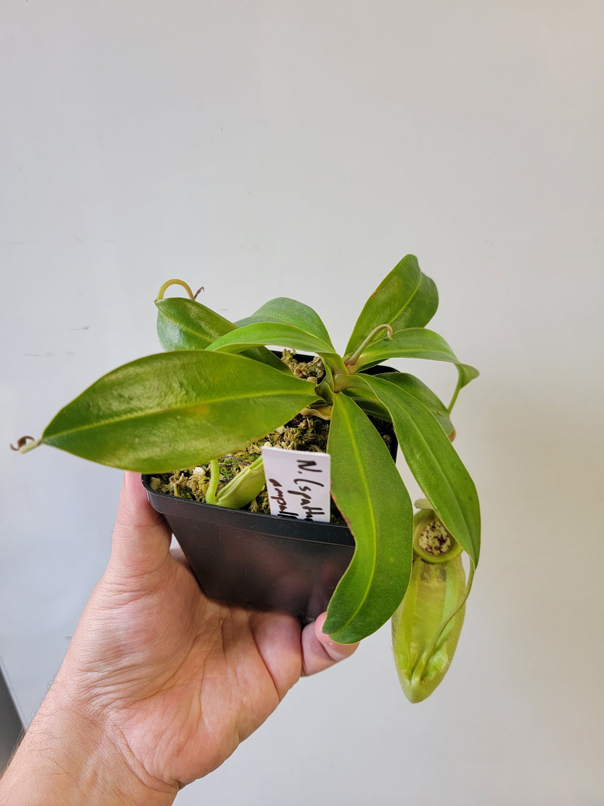 Nepenthes spathulata x ampullaria 'Green' BE