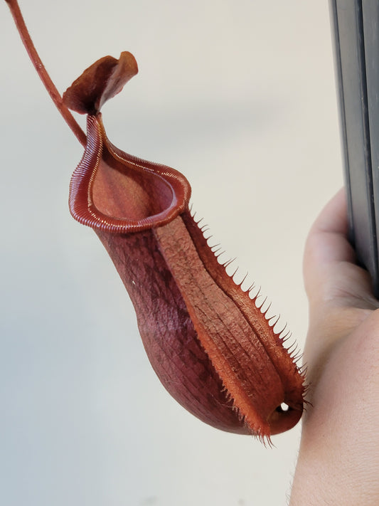 Nepenthes mira x peltata BE