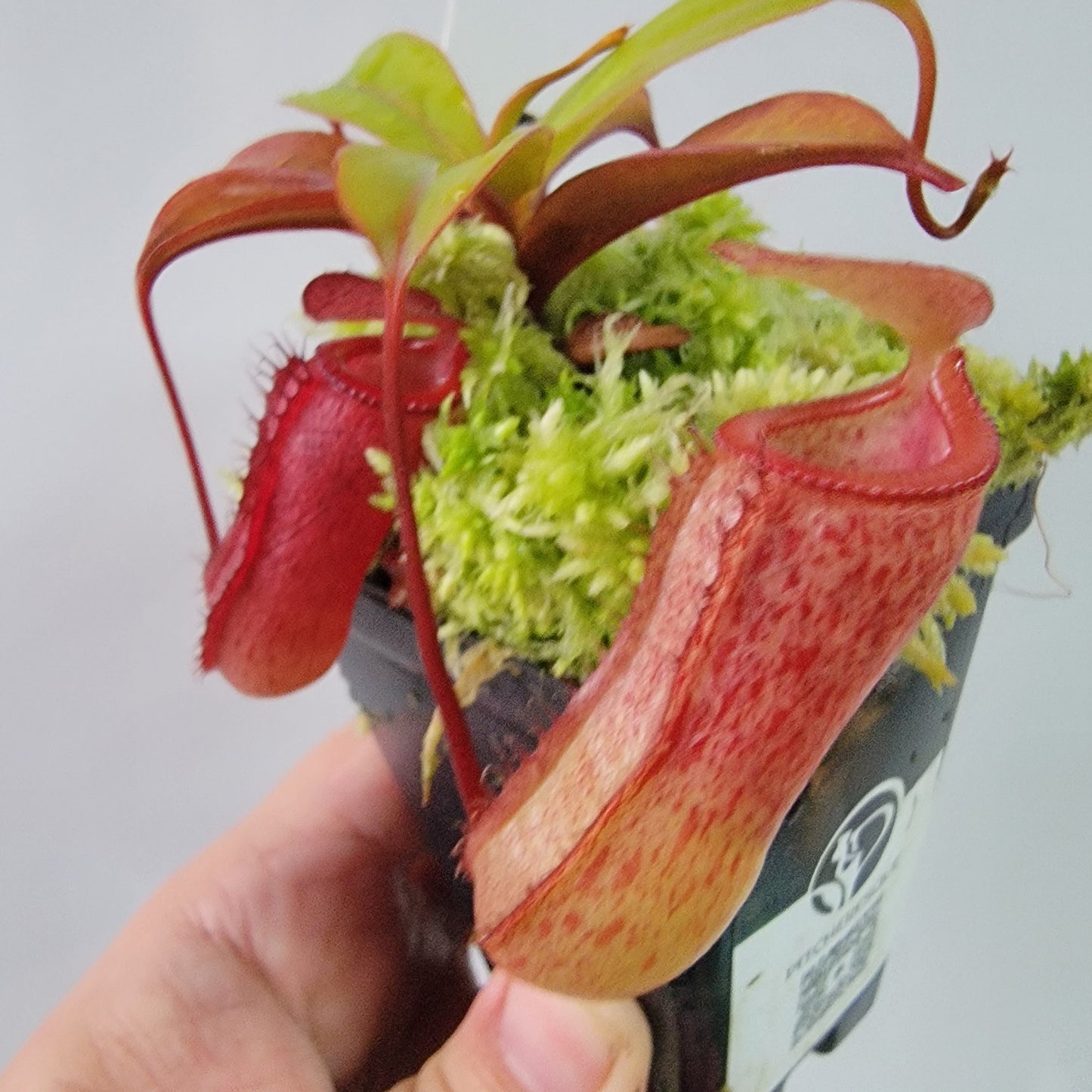 Nepenthes ventricosa x attenboroughii BE