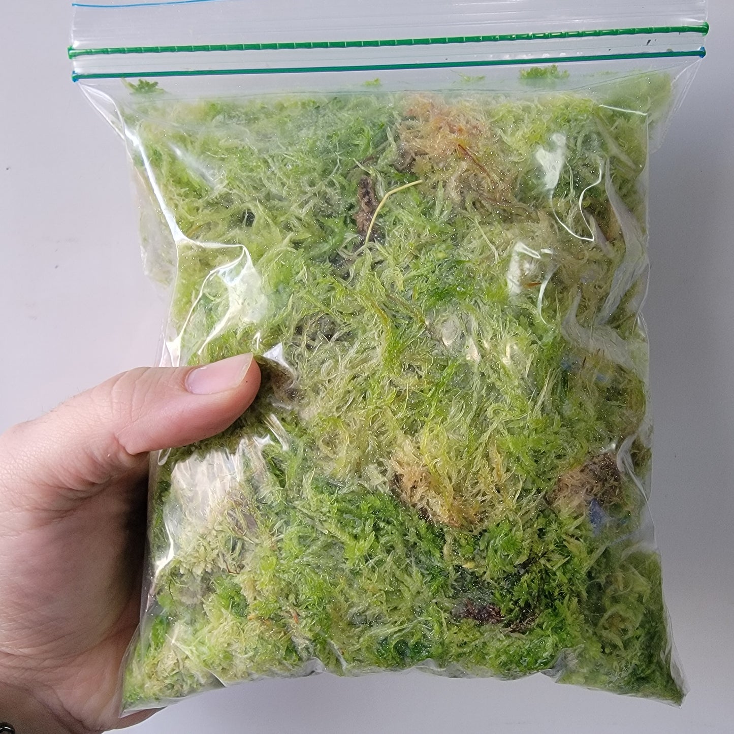 Sphagnum moss live 1 QT