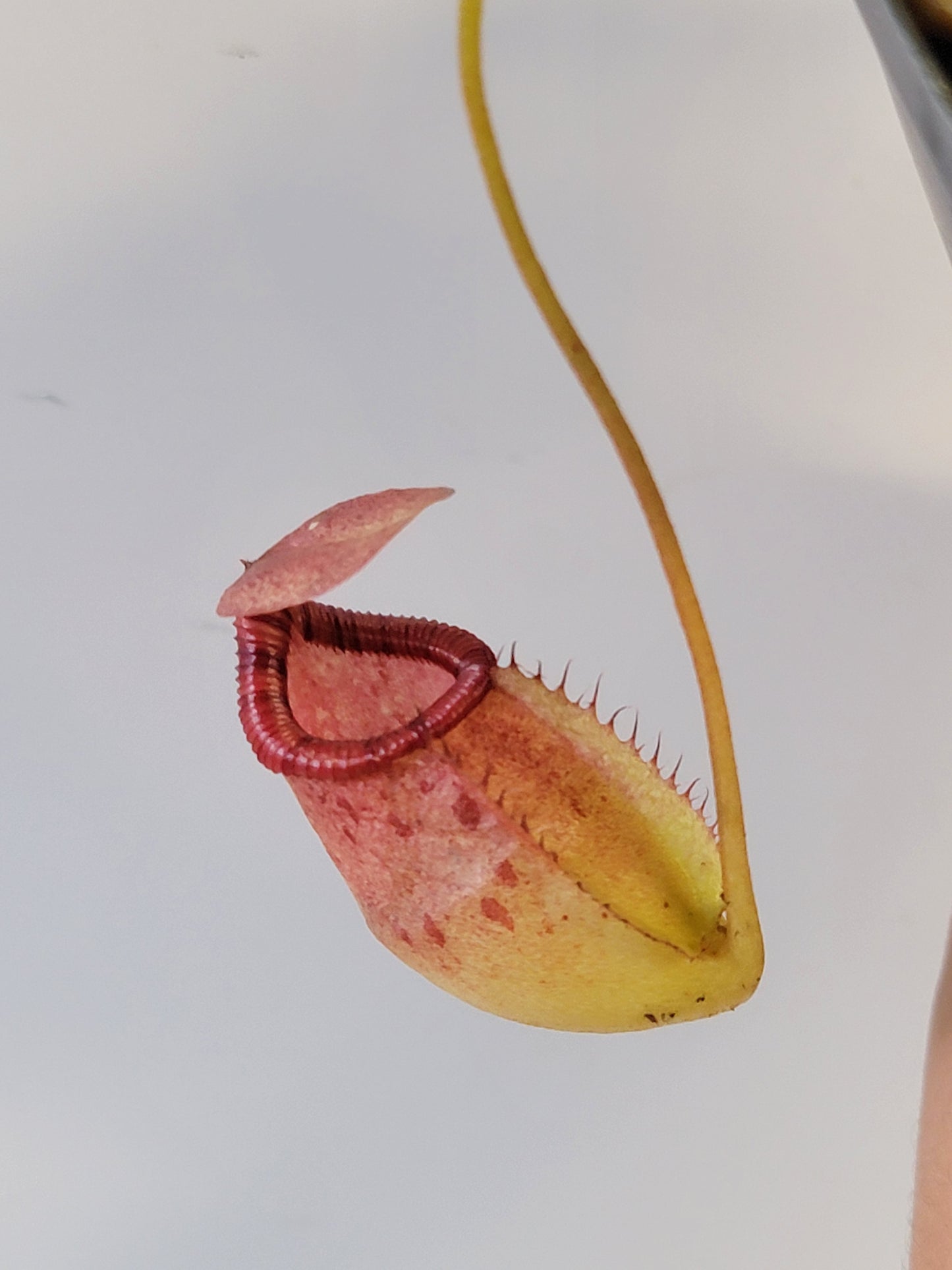 Nepenthes sibuyanensis x ephippiata BE