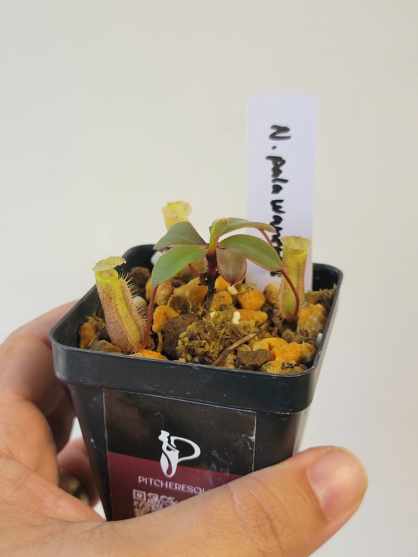 Nepenthes palawanensis BCP