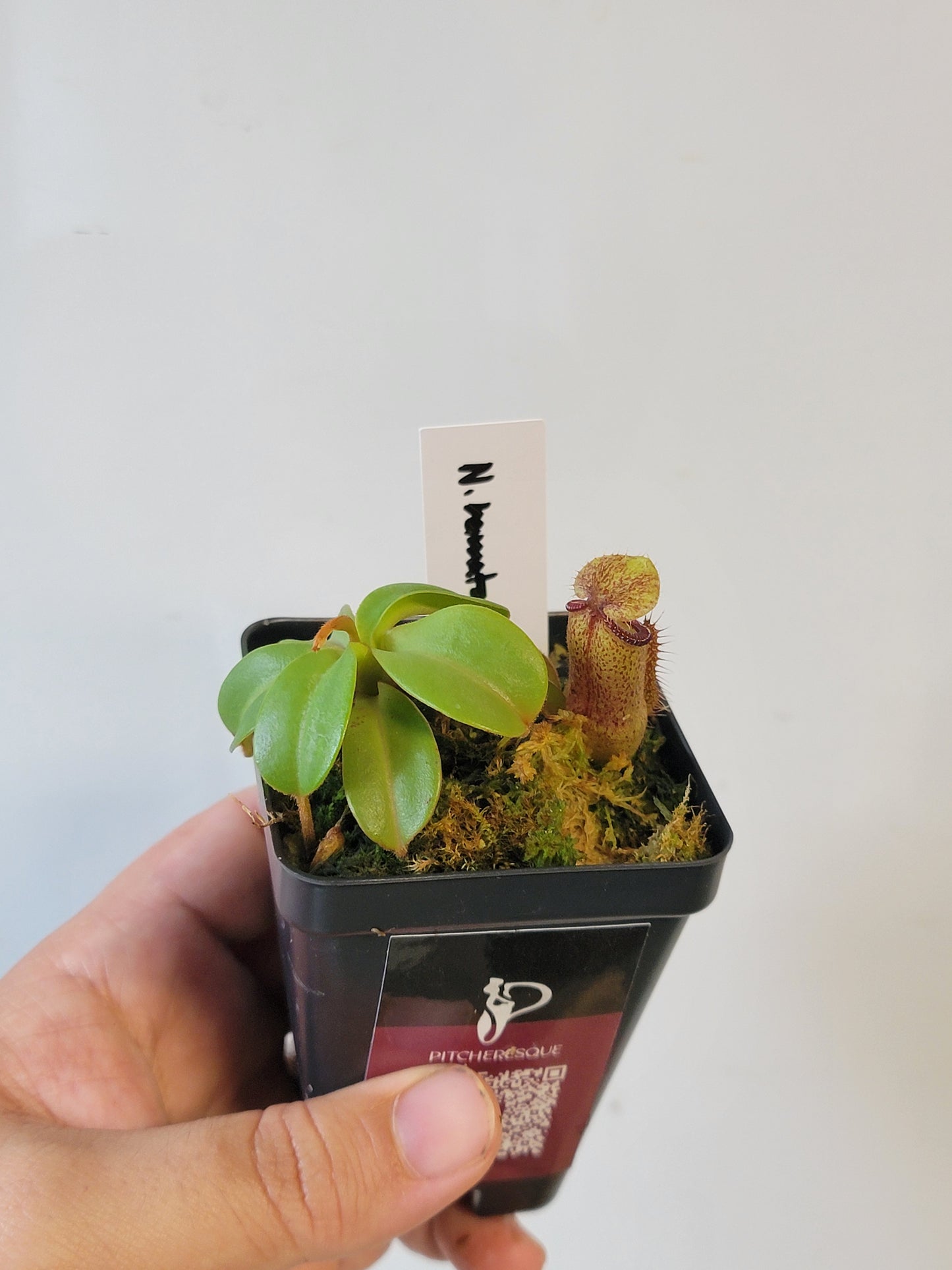 Nepenthes hamata x truncata BE