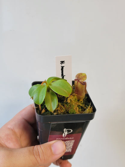 Nepenthes hamata x truncata BE