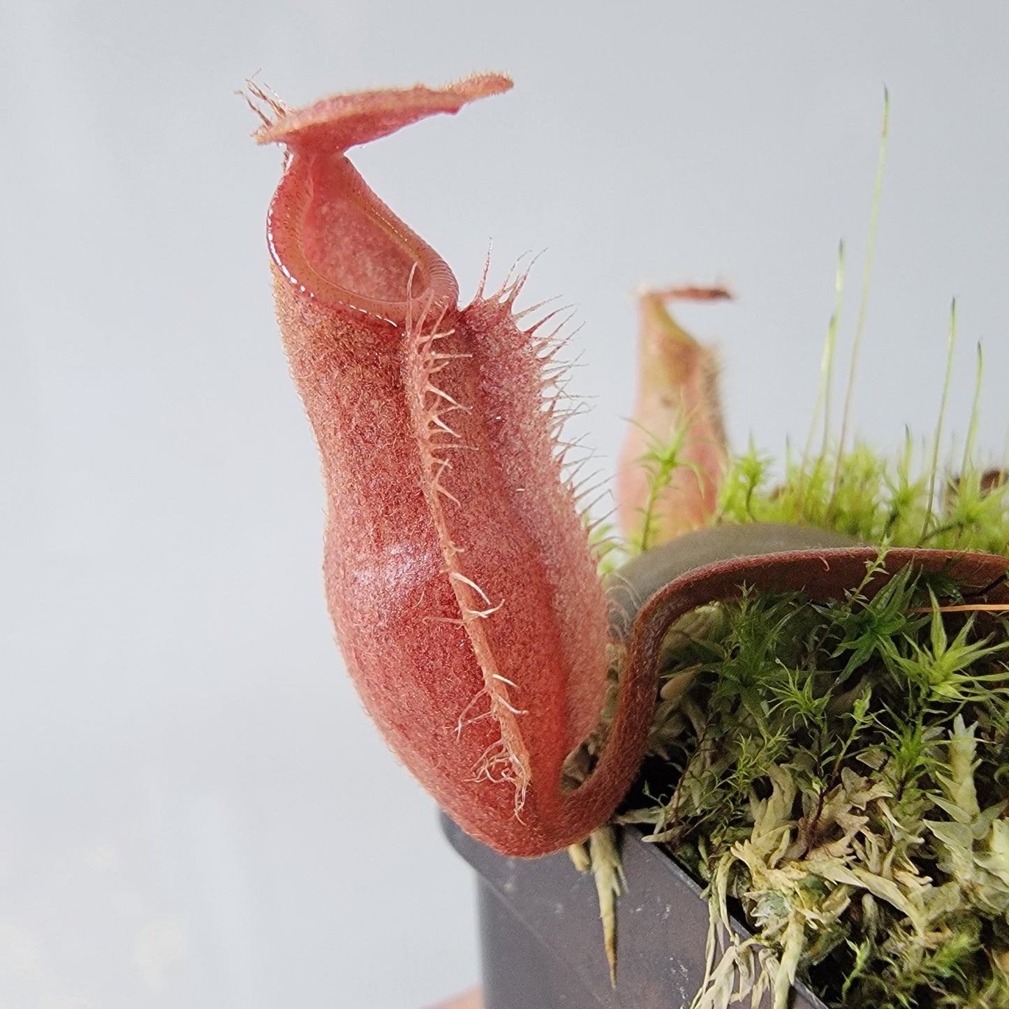 Nepenthes vieillardii BE