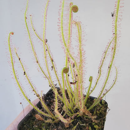 Drosera filiformis