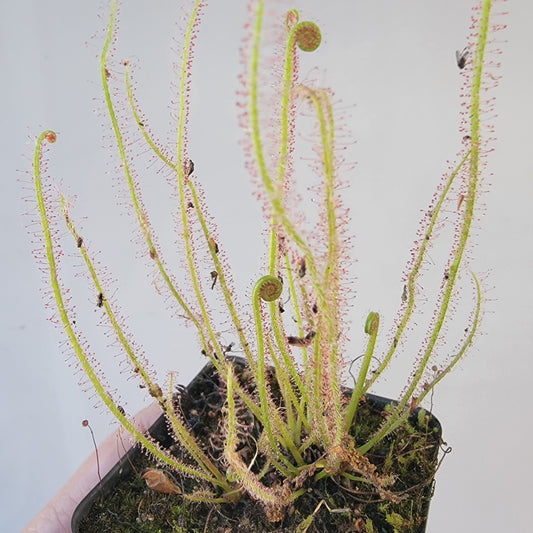 Drosera filiformis