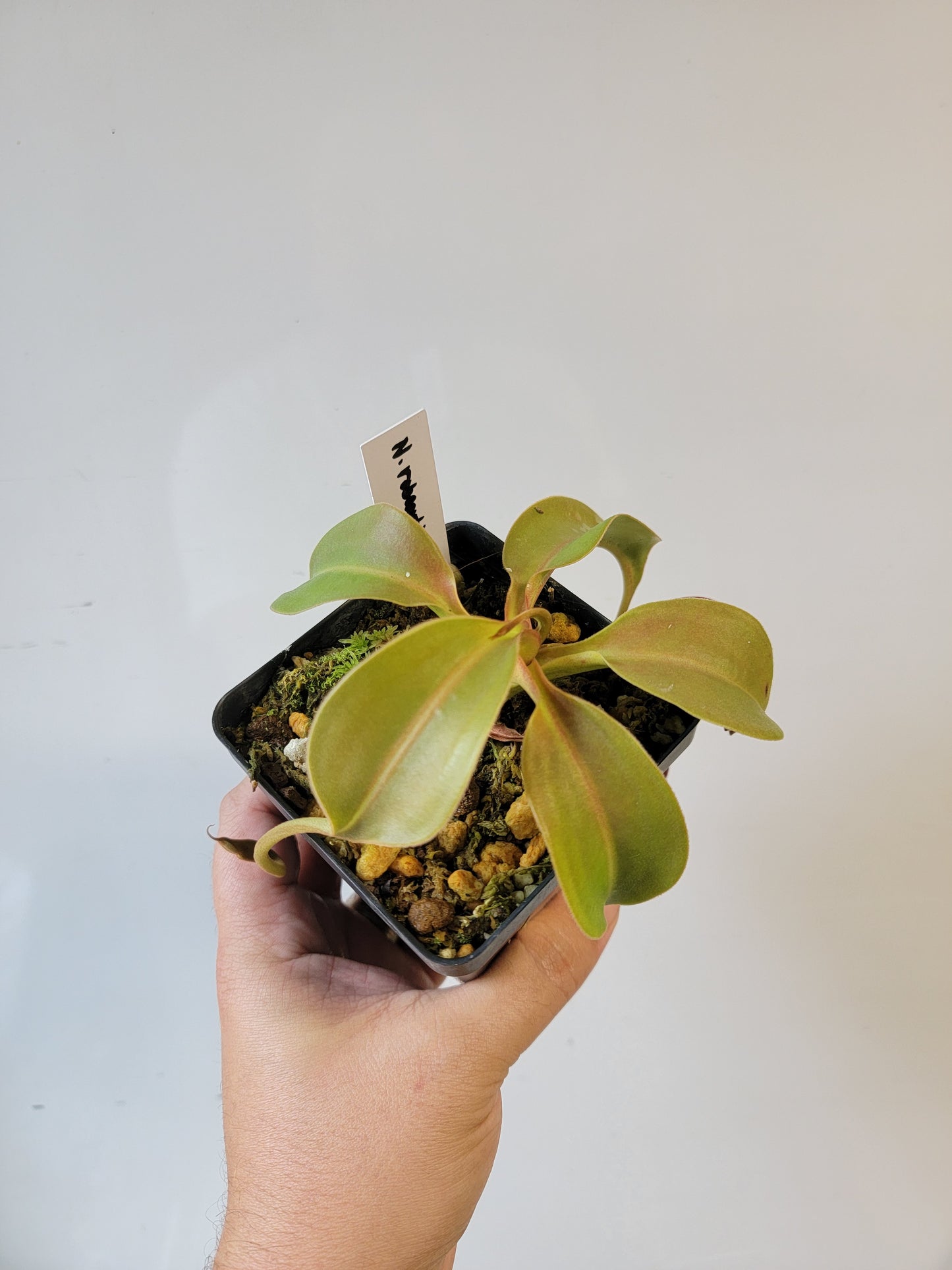 Nepenthes robcantleyi x ovata BE