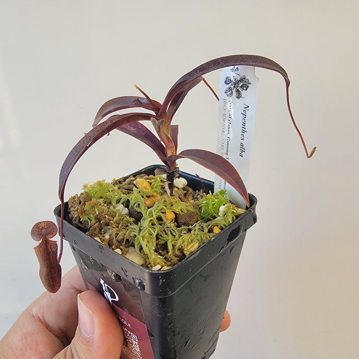 Nepenthes alba BCP