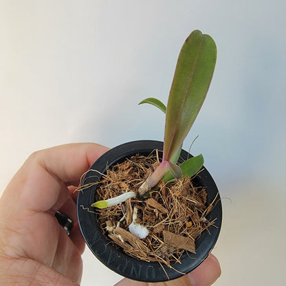 Cattleya Orchid (Culminant 'Les Tuilieres' x Mem. Grant Eichler 'Lenette')