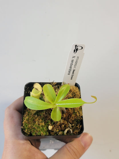 Nepenthes reinwardtiana SG