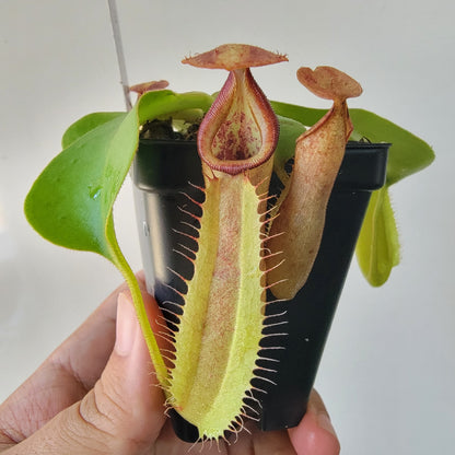 Nepenthes robcantleyi x veitchii 'Sungai Samba' BE