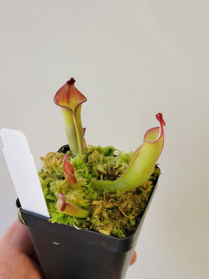 Heliamphora heterodoxa x ionasii BCP