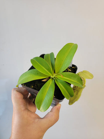 Nepenthes spathulata x campanulata BE