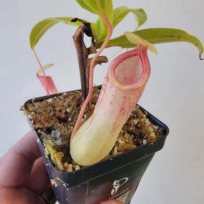 Nepenthes ventricosa 'HI clone'