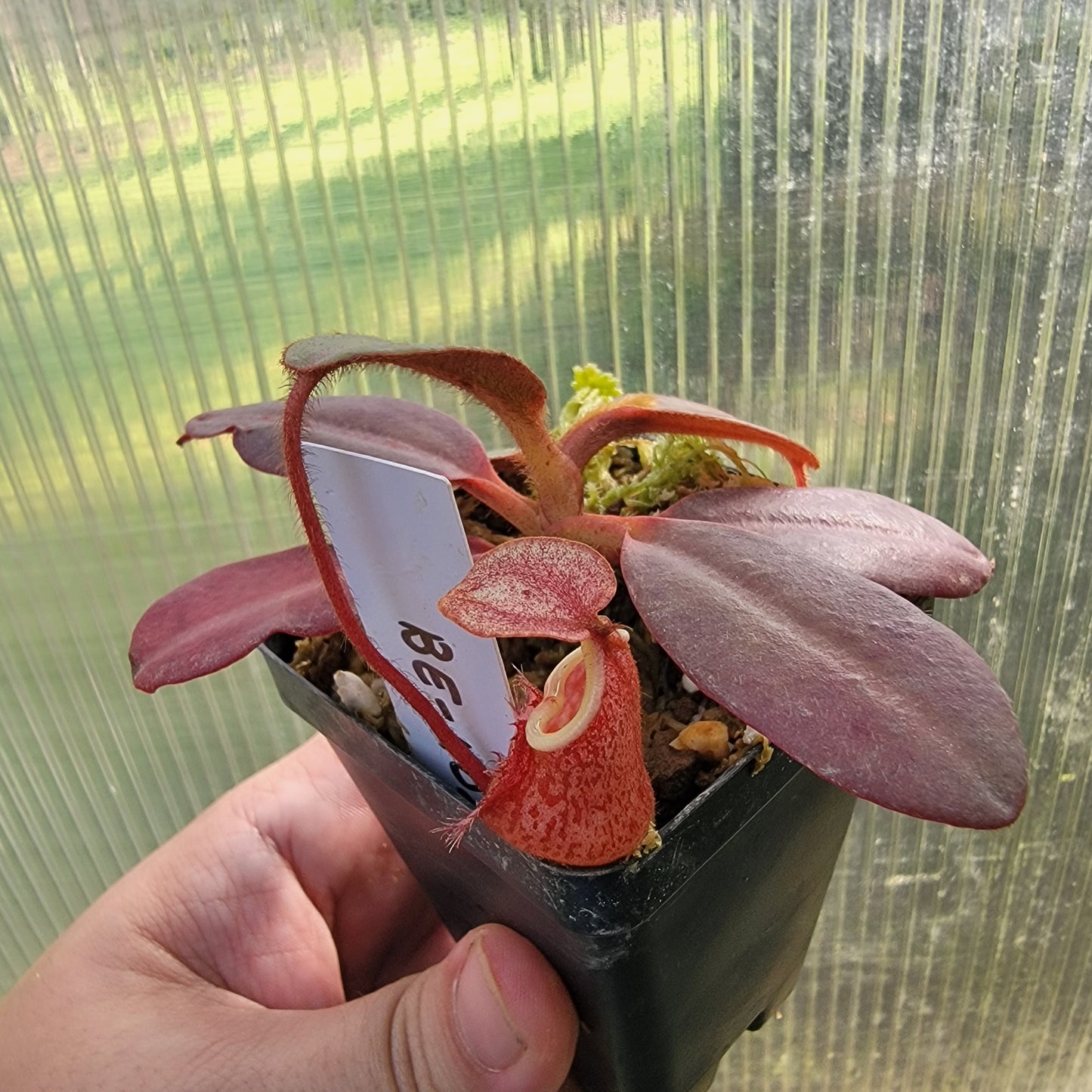 Nepenthes peltata BE