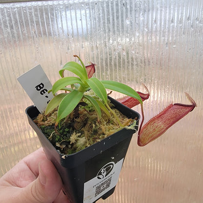 Nepenthes ventricosa x hamata BE