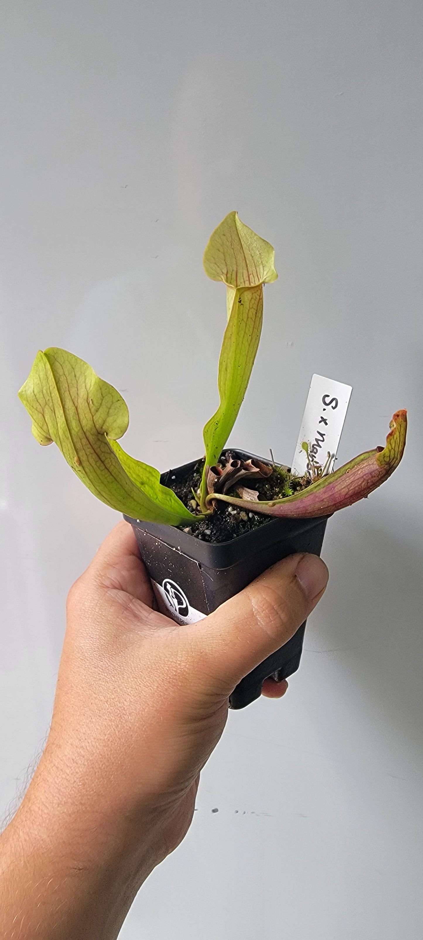 Sarracenia "Maroon"