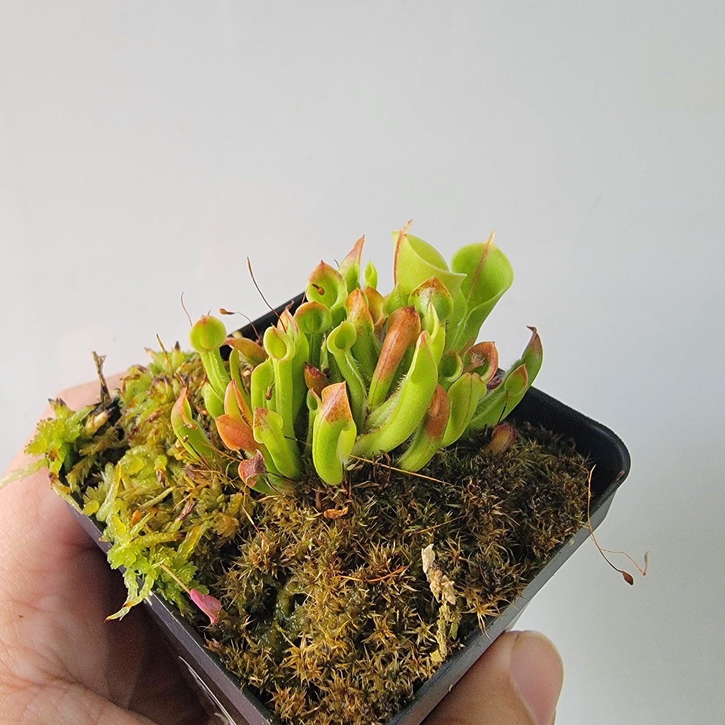 Heliamphora minor