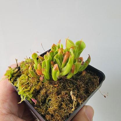 Heliamphora minor