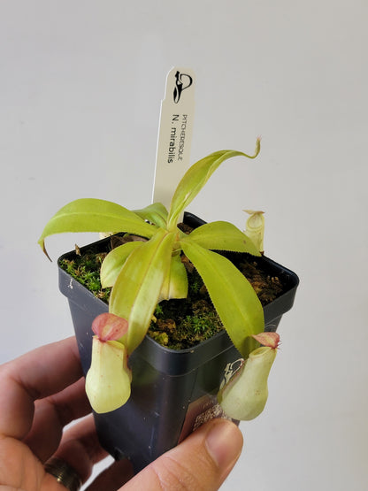 Nepenthes mirabilis 'variegata' *REVERTED*