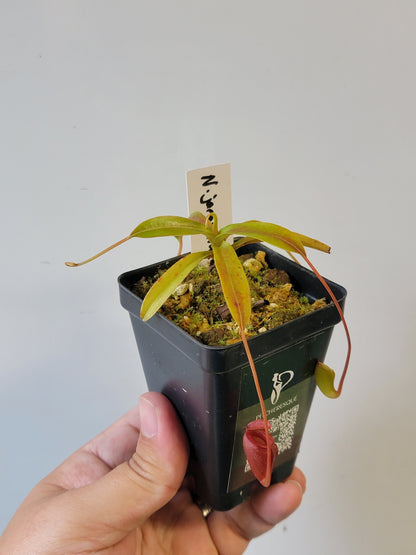 Nepenthes jacquelineae BE
