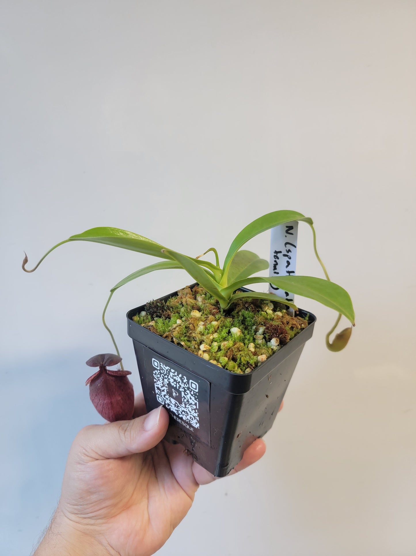 Nepenthes spathulata x tenuis BE