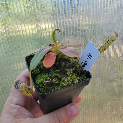 Nepenthes vogelii BE