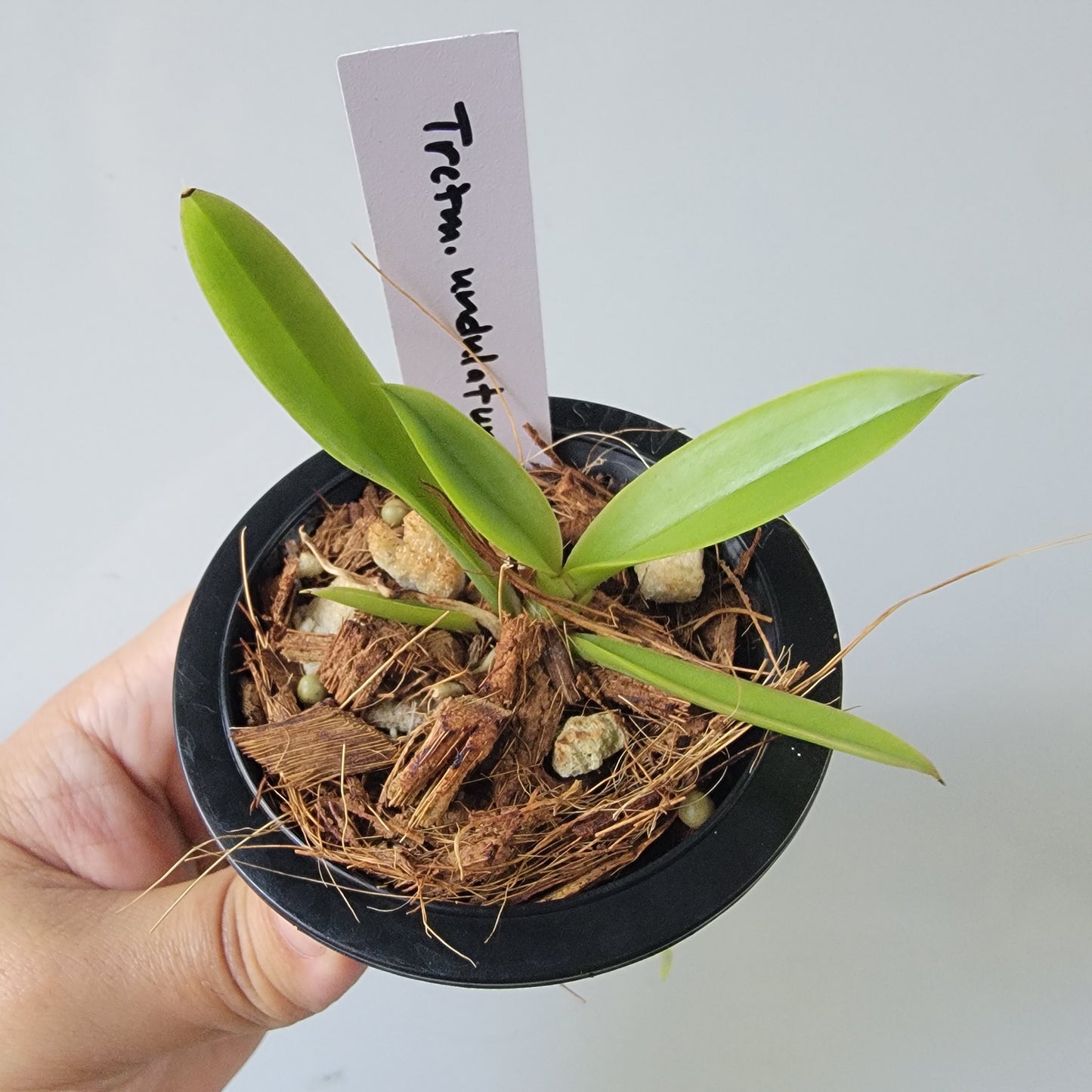 Trichocentrum undulatum Orchid