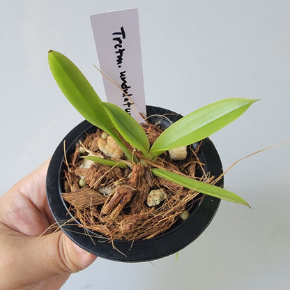 Trichocentrum undulatum Orchid