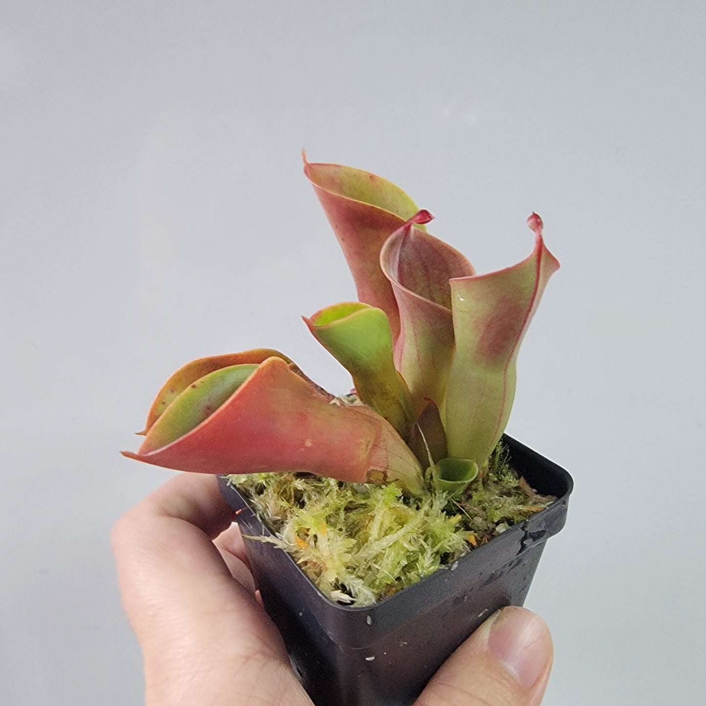 Heliamphora heterodoxa x minor