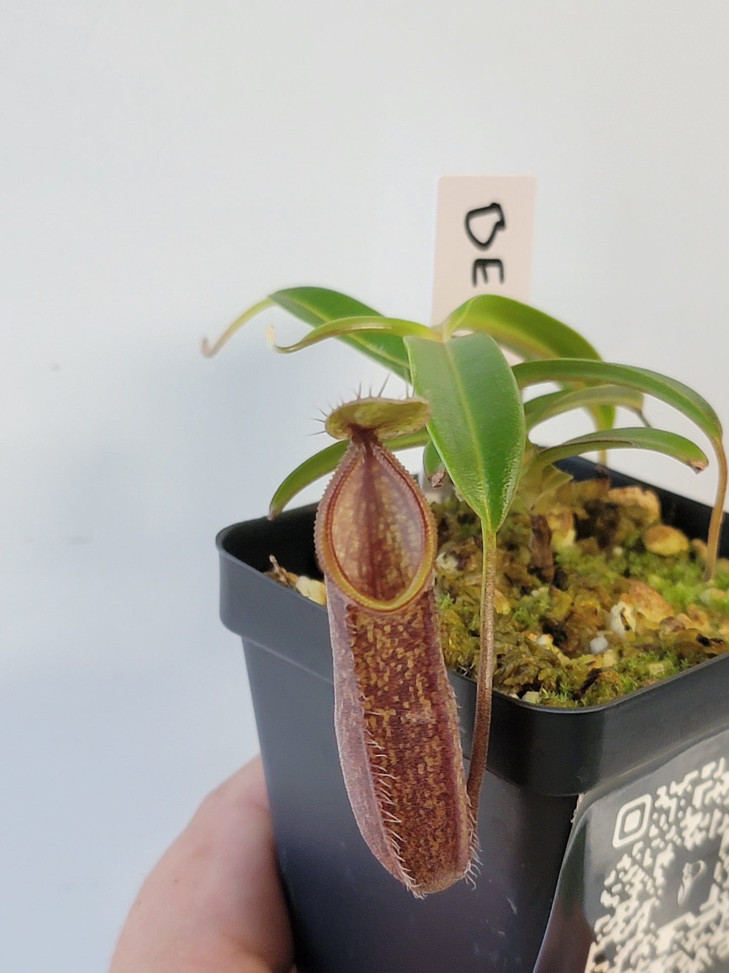 Nepenthes nigra BE