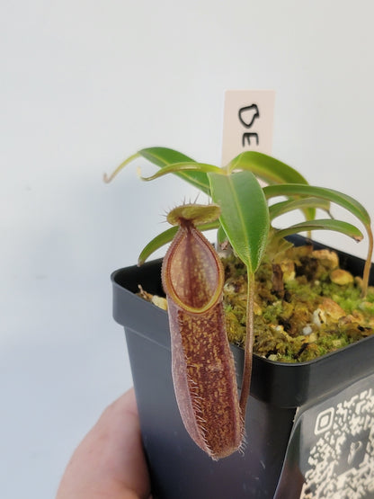 Nepenthes nigra BE