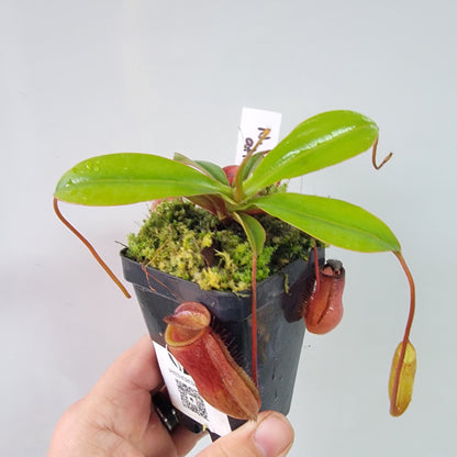 Nepenthes ventricosa x attenboroughii BE