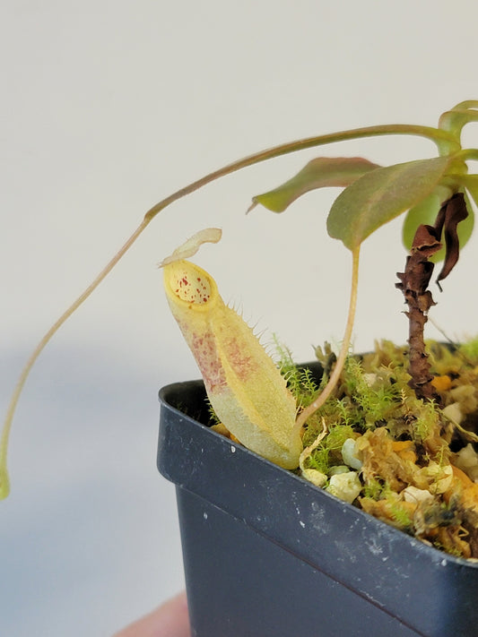 Nepenthes mapuluensis BCP